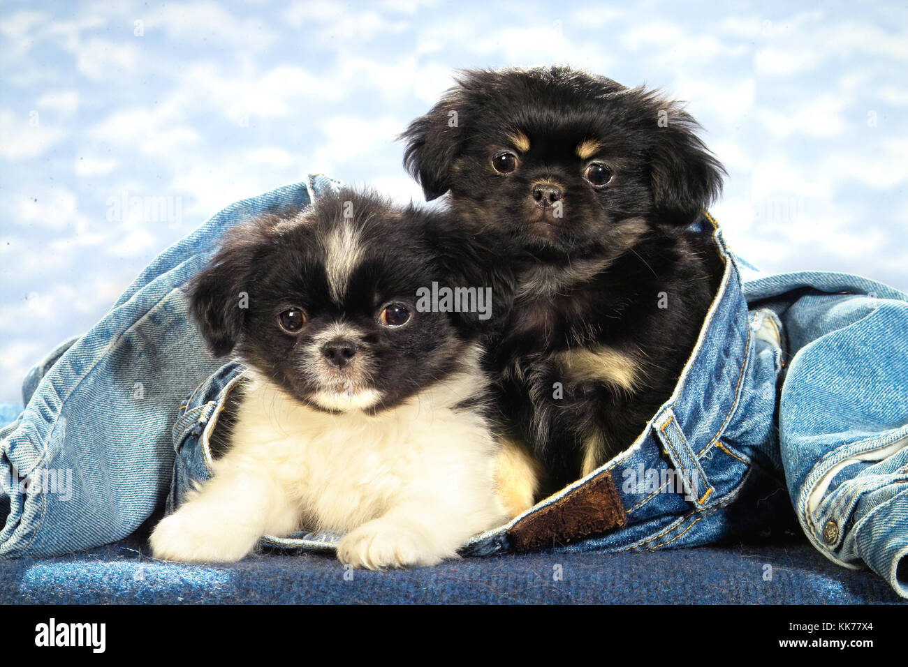 Due Cuccioli pekingese Foto Stock
