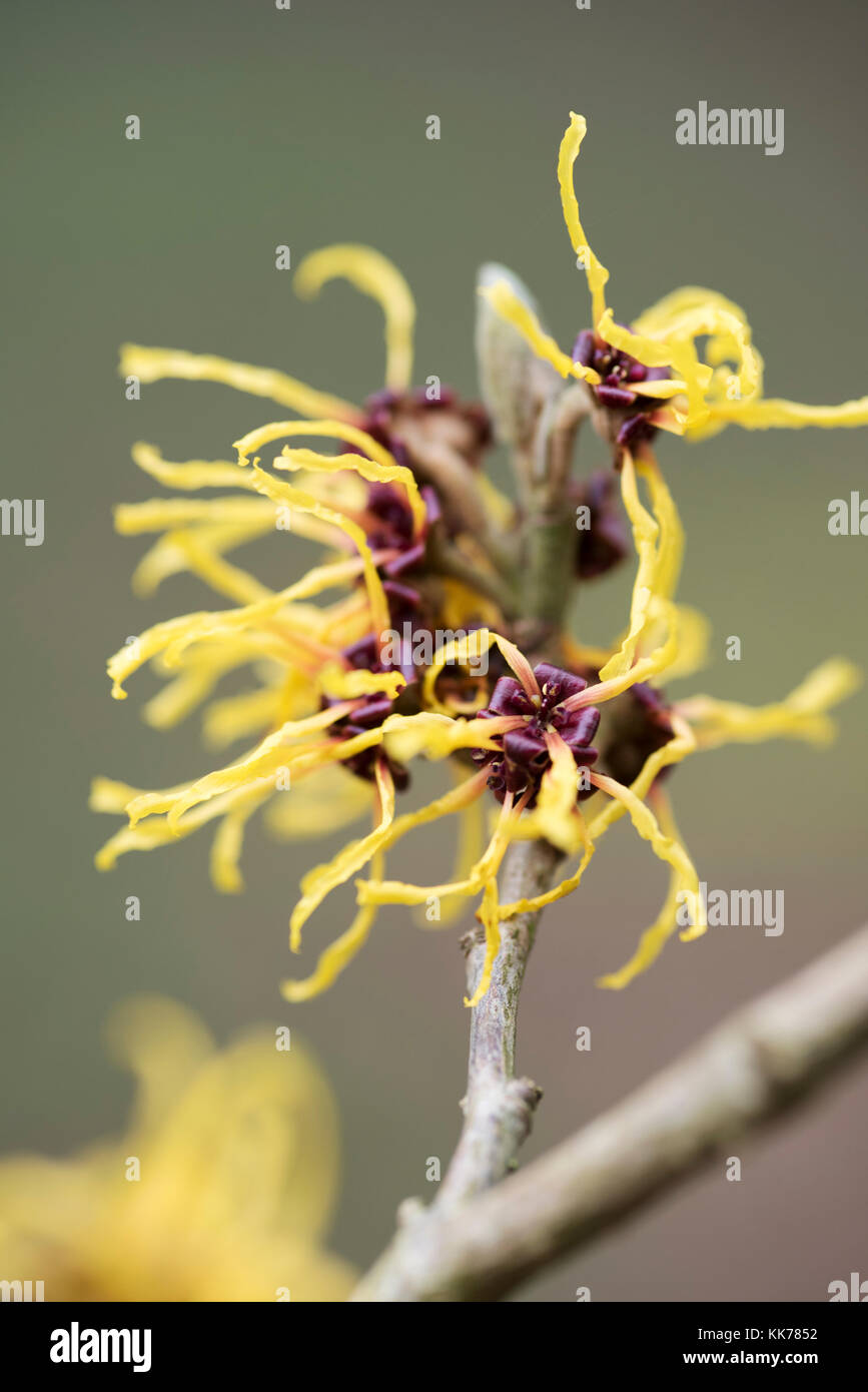 HAMAMELIS X INTERMEDIA BARMSTEDT GOLD Foto Stock