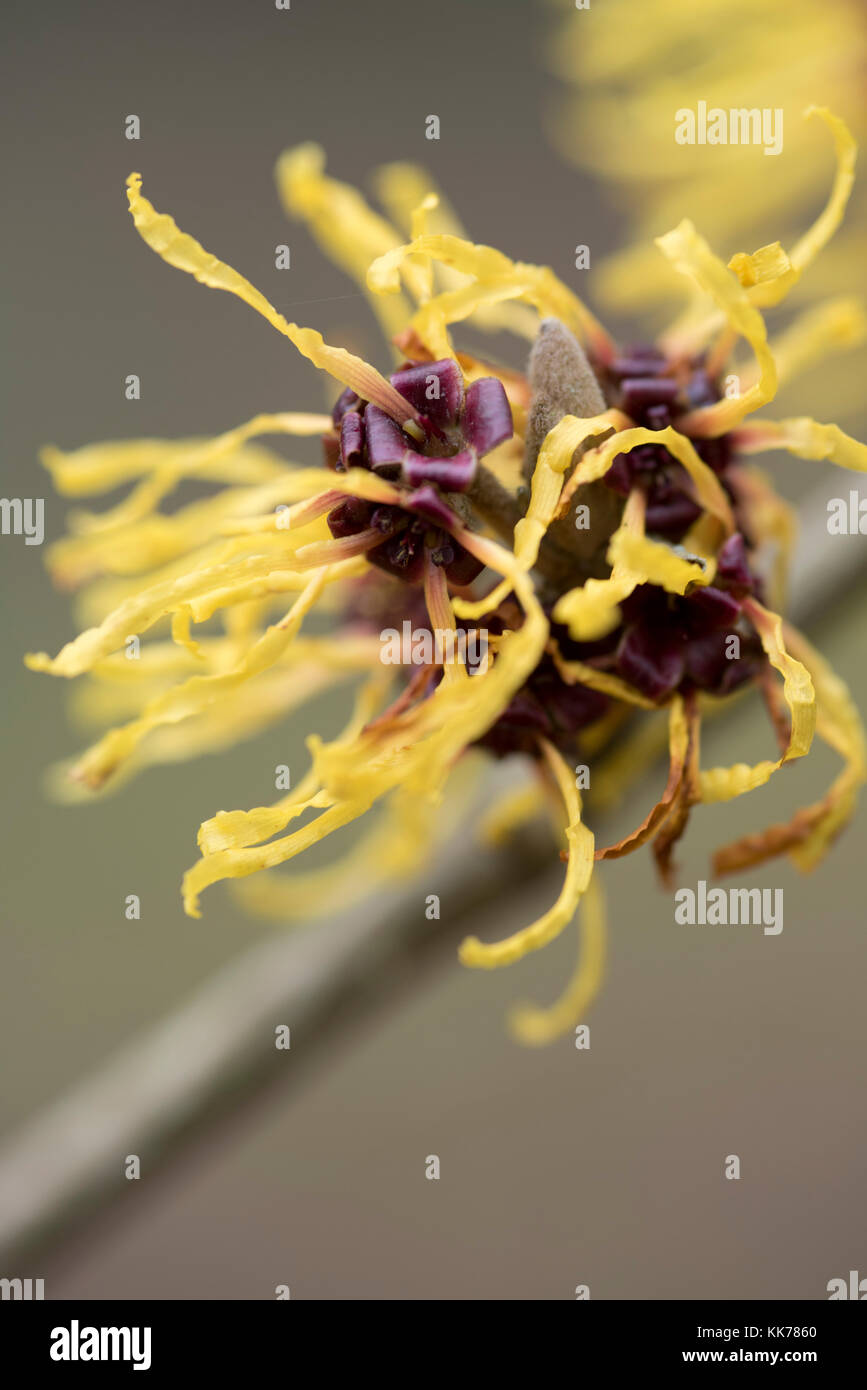 HAMAMELIS X INTERMEDIA BARMSTEDT GOLD Foto Stock