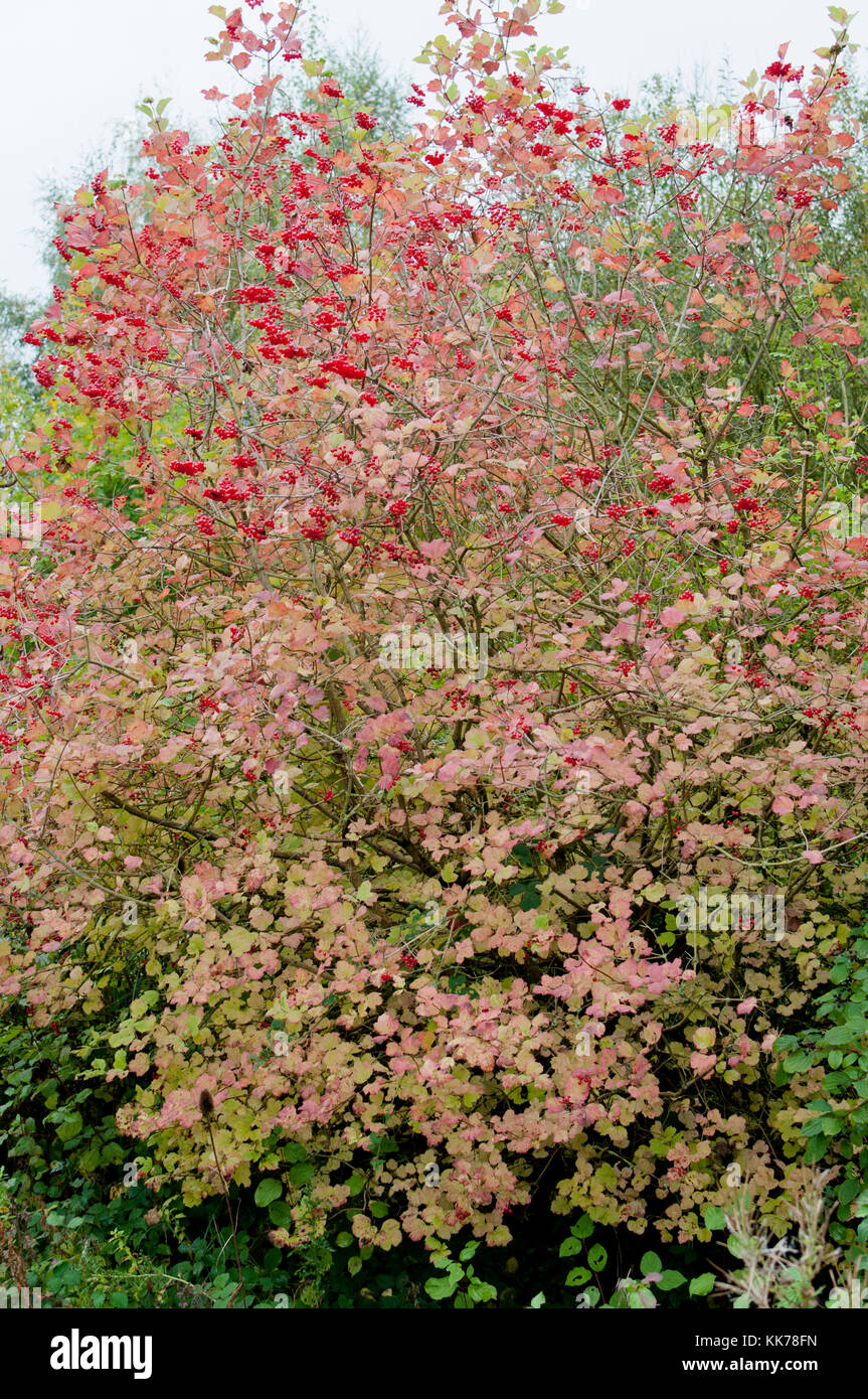 VIBURNUM OPULUS VIBURNO ROSE AUTUNNO Foto Stock
