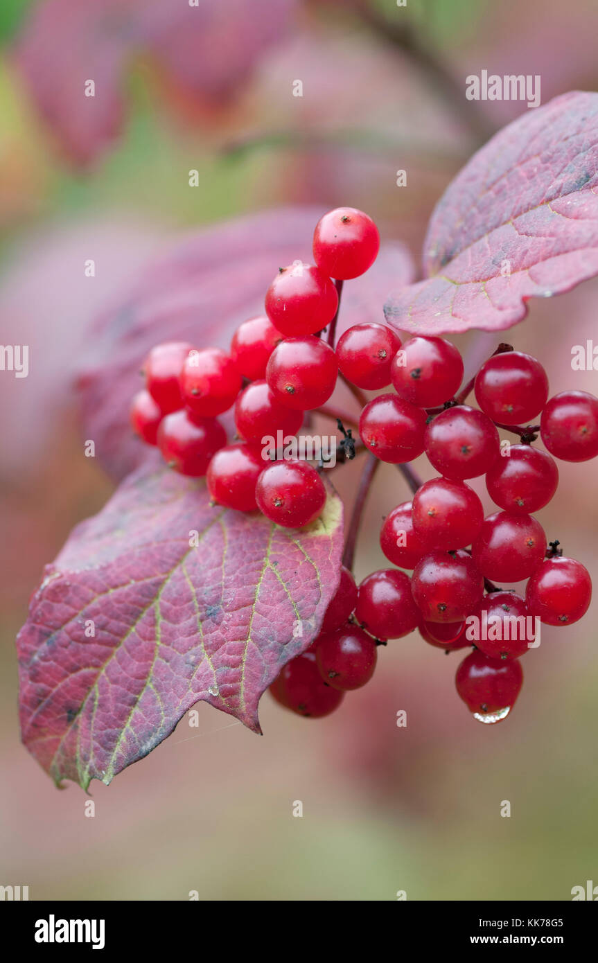 VIBURNUM OPULUS VIBURNO ROSE AUTUNNO Foto Stock