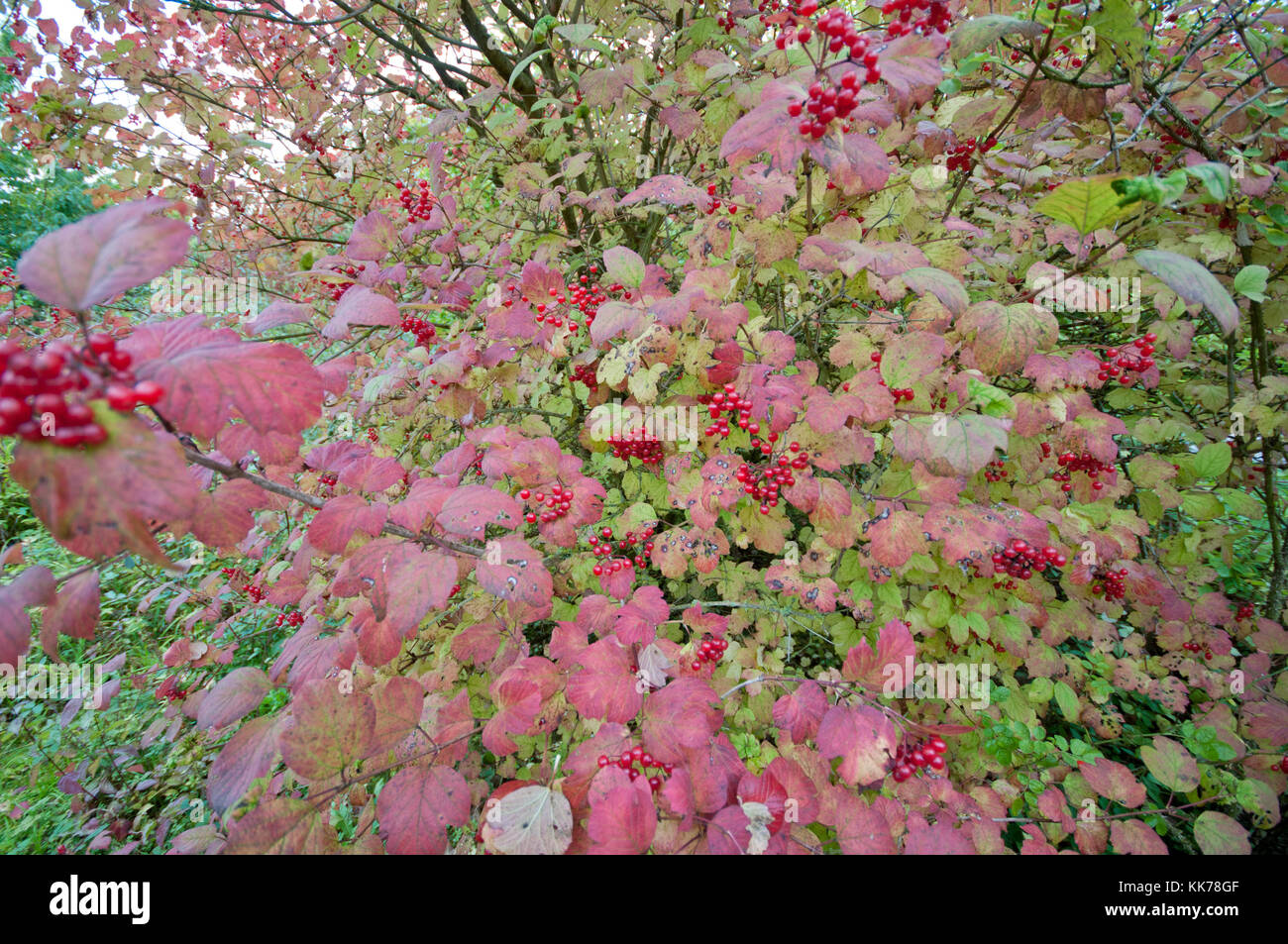 VIBURNUM OPULUS VIBURNO ROSE AUTUNNO Foto Stock