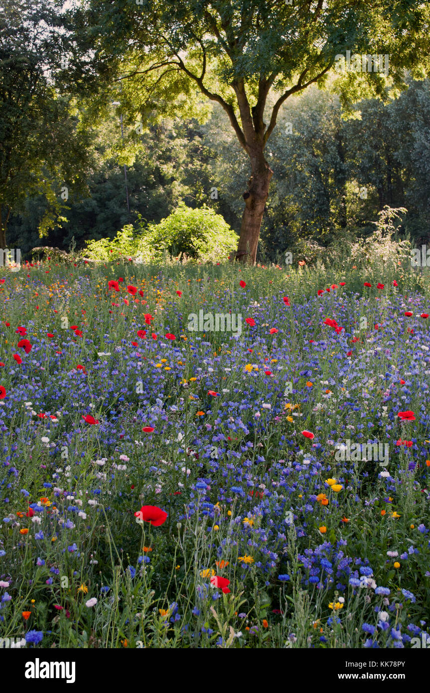 Fiori piantati su isola di traffico a Coventry Foto Stock