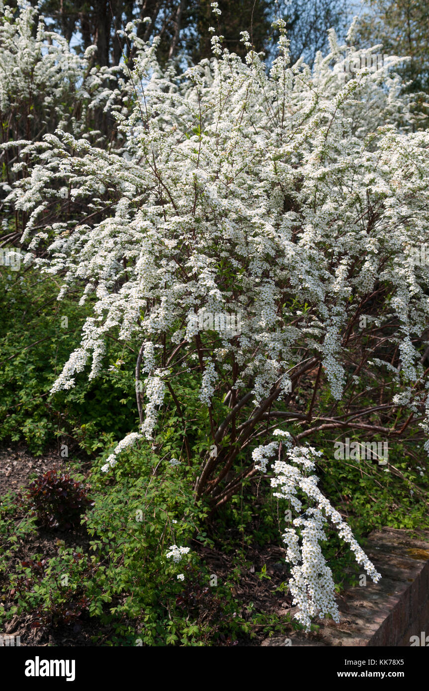 SPIREA X ARGUTA ghirlanda nuziale Foto Stock