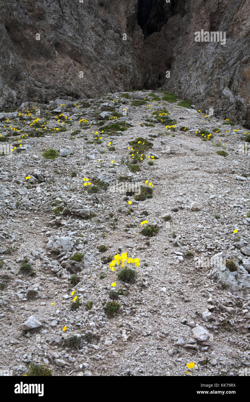 Ferrovia retica fiori di papavero cresce su Ghiaioni calcarei verso la testa del chedul tal sopra a Selva di Val Gardena Dolomiti Italia Foto Stock