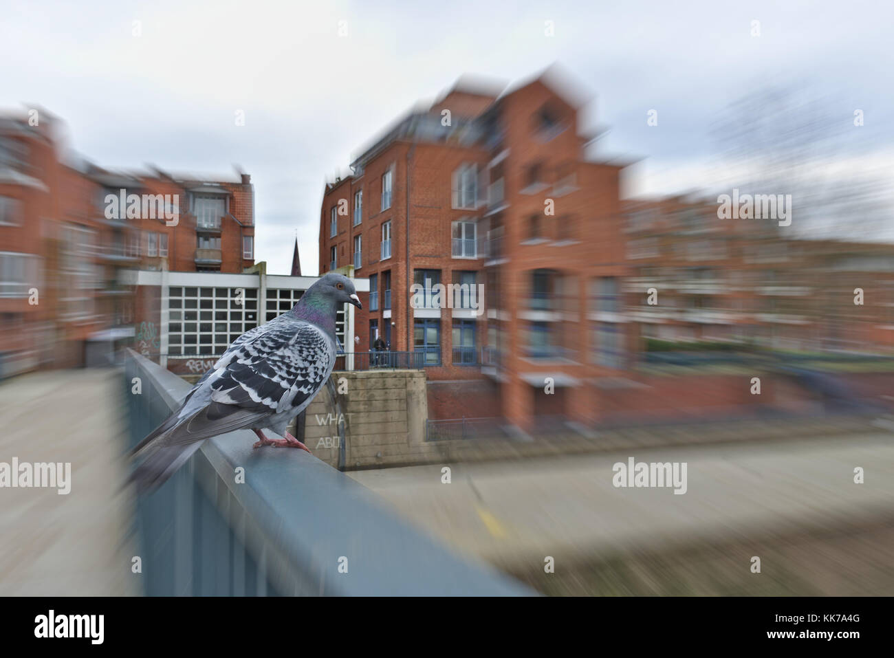 Pigeon appollaiato su corrimano con grandi edifici in mattoni rossi sullo sfondo (sfocatura del movimento radiale) Foto Stock