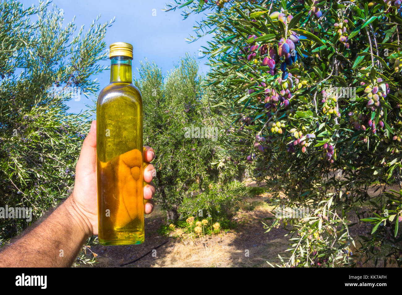 L'uomo mantiene una bottiglia di olio extra vergine di oliva in un olivo campo a Creta, Grecia. Foto Stock
