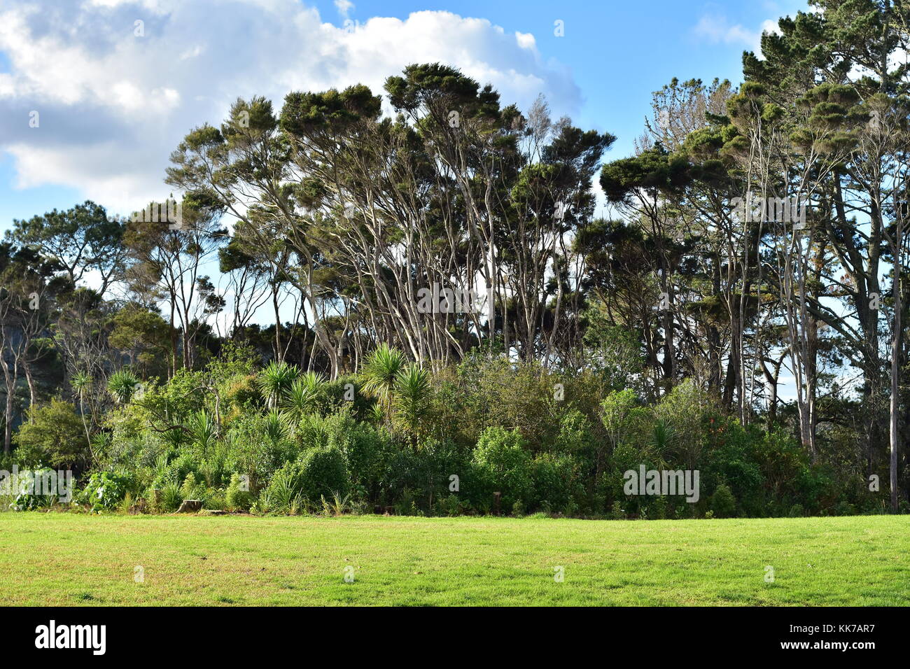 Vista tipica delle zone del parco della Nuova Zelanda Isola del nord con fitti cespugli e gli alberi di cavolo cappuccio di copertura e di altezza sia native e introdotto sopra gli alberi. Foto Stock