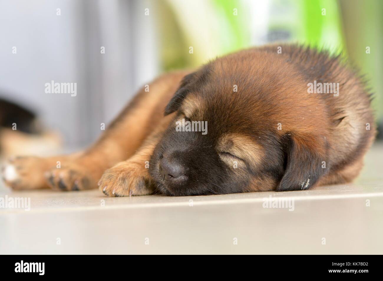 Street cucciolo di cane sfugge al sole di mezzogiorno, Borneo Foto Stock