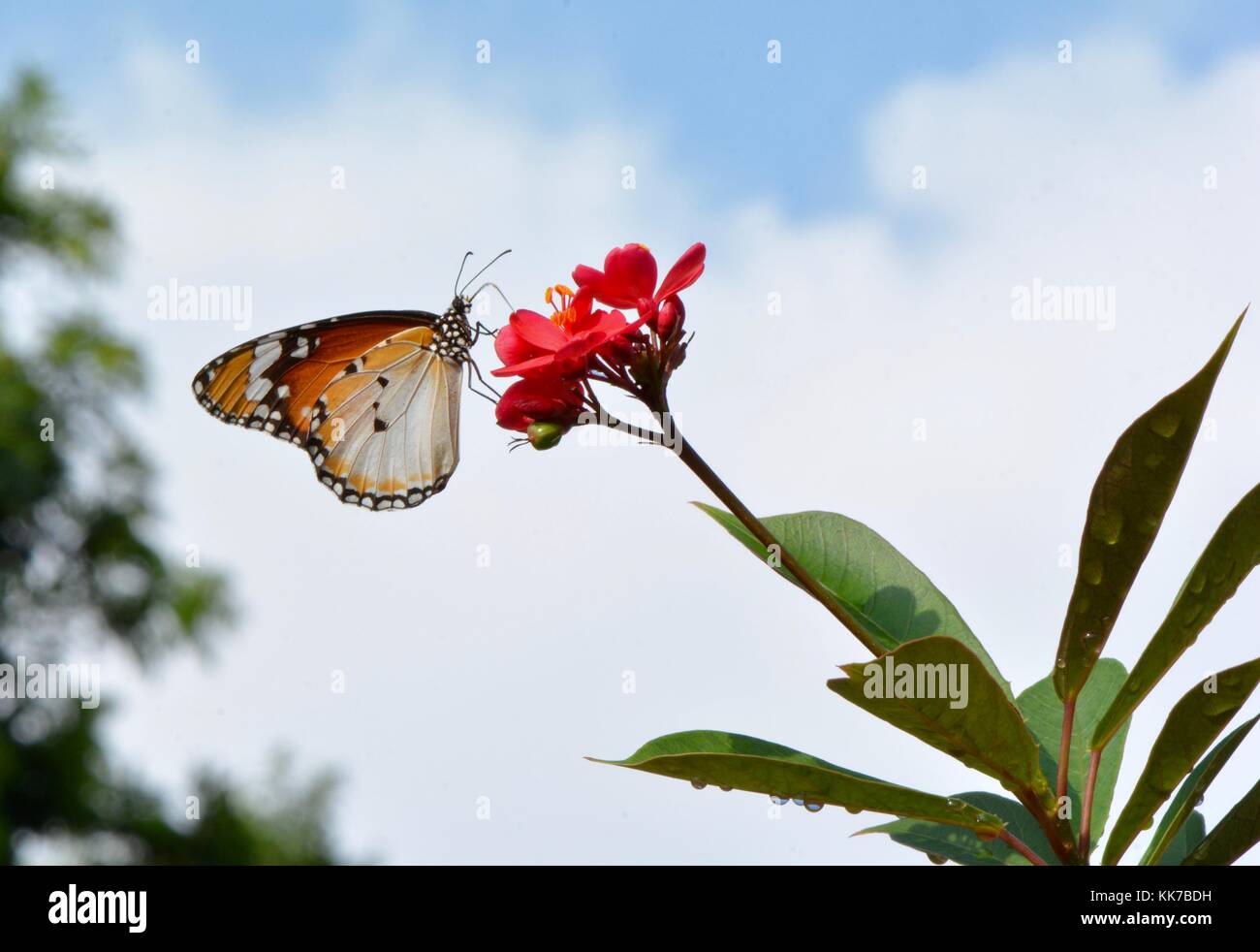 Plain tiger butterfly nel giardino malese Foto Stock