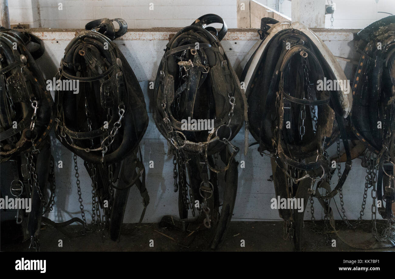 Amish di Lancaster in Pennsylvania Foto Stock