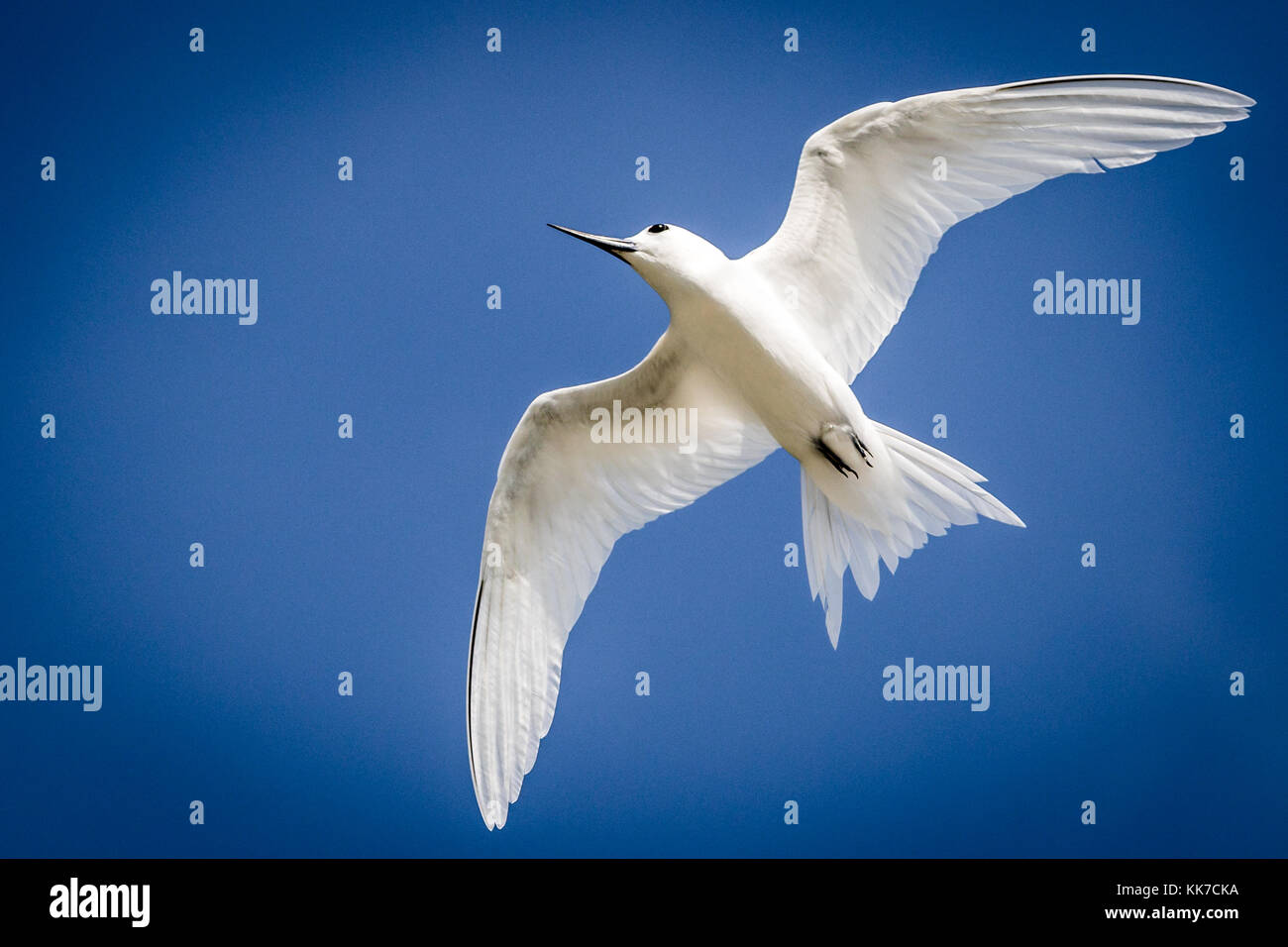 Commone sterne bianche visto in addu, Maldive Foto Stock