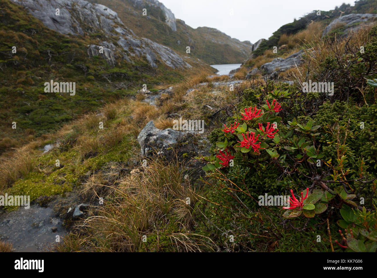 Fiore fiorisce in una remota isola nel sud del Cile di fiordi Foto Stock