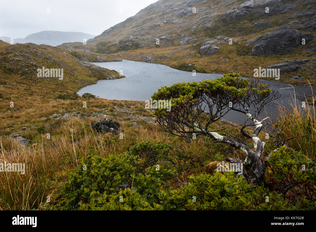 Bonsai naturale di albero in una remota isola nel sud del Cile di fiordi Foto Stock