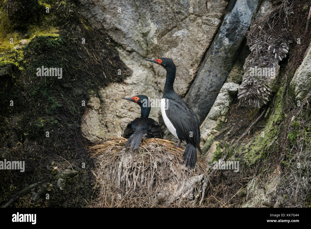 Rock cormorano (Phalacrocorax magellanicus) nidificazione in una remota isola nel sud del Cile Foto Stock