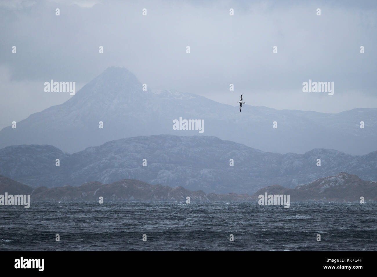 Paesaggio in sud fiordi cilena con albatross battenti Foto Stock