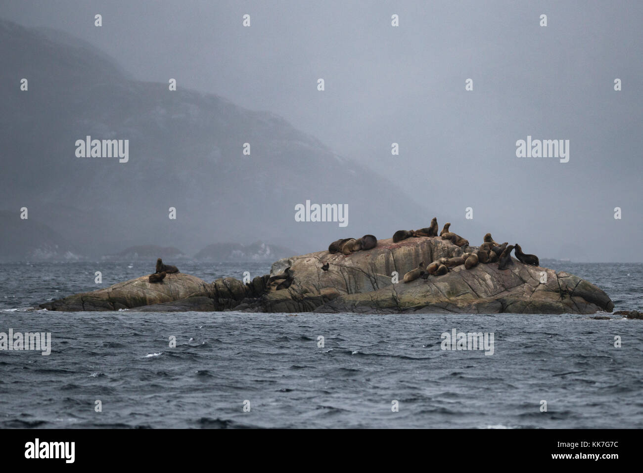 Piccola colonia di leoni di mare nelle acque del sud fiordi cileni Foto Stock