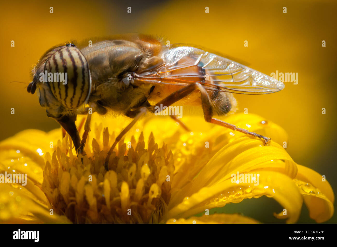 Primo piano di un'ape su un fiore giallo alla prima luce Foto Stock