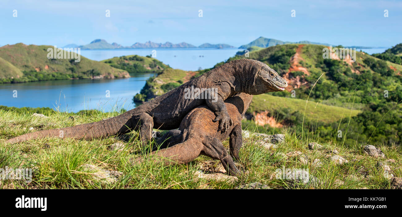 La lotta contro draghi di Komodo(Varanus komodoensis) per il dominio. è la più grande lucertola vivente nel mondo. isola rinca. Indonesia. Foto Stock