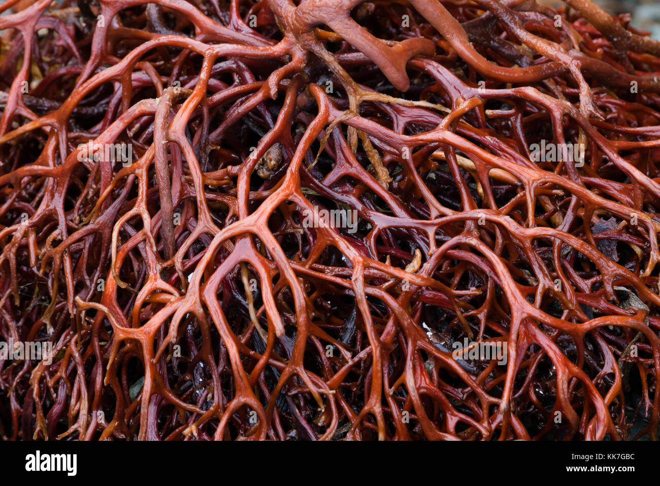 Un alghe rosse dallo stretto di Magellano, Sud Cile Foto Stock