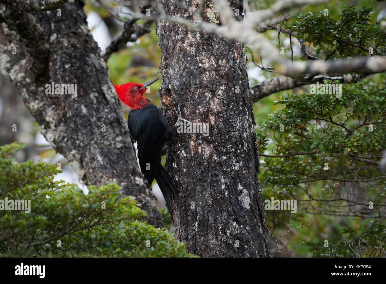 Un maschio di Picchio Magellanic (Campephilus magellanicus) da Carlos III isola, a sud del Cile Foto Stock
