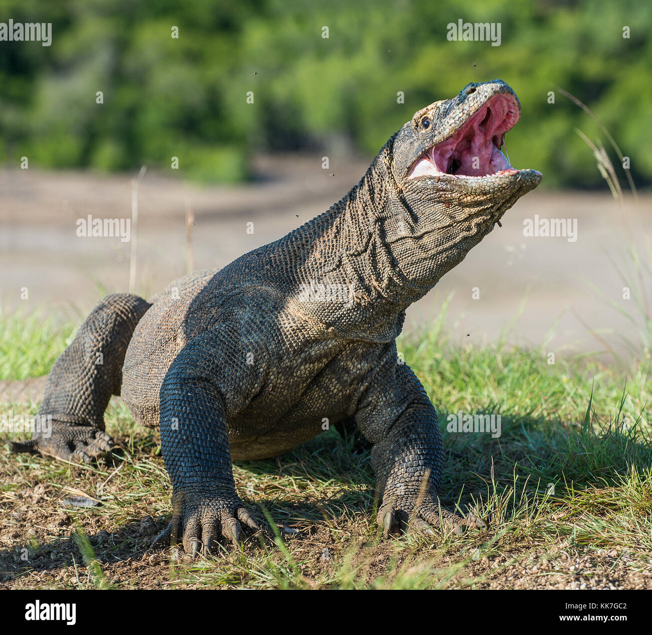 Il ritratto di drago di Komodo (Varanus komodoensis ) con aperto una bocca. più grande lucertola vivente nel mondo. isola rinca. Indonesia. Foto Stock