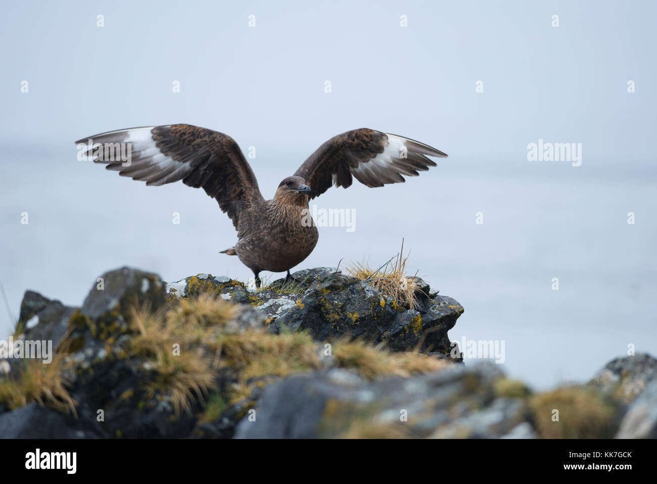 Un cileno Skua (Stercorarius chilensis) da sud cile Foto Stock