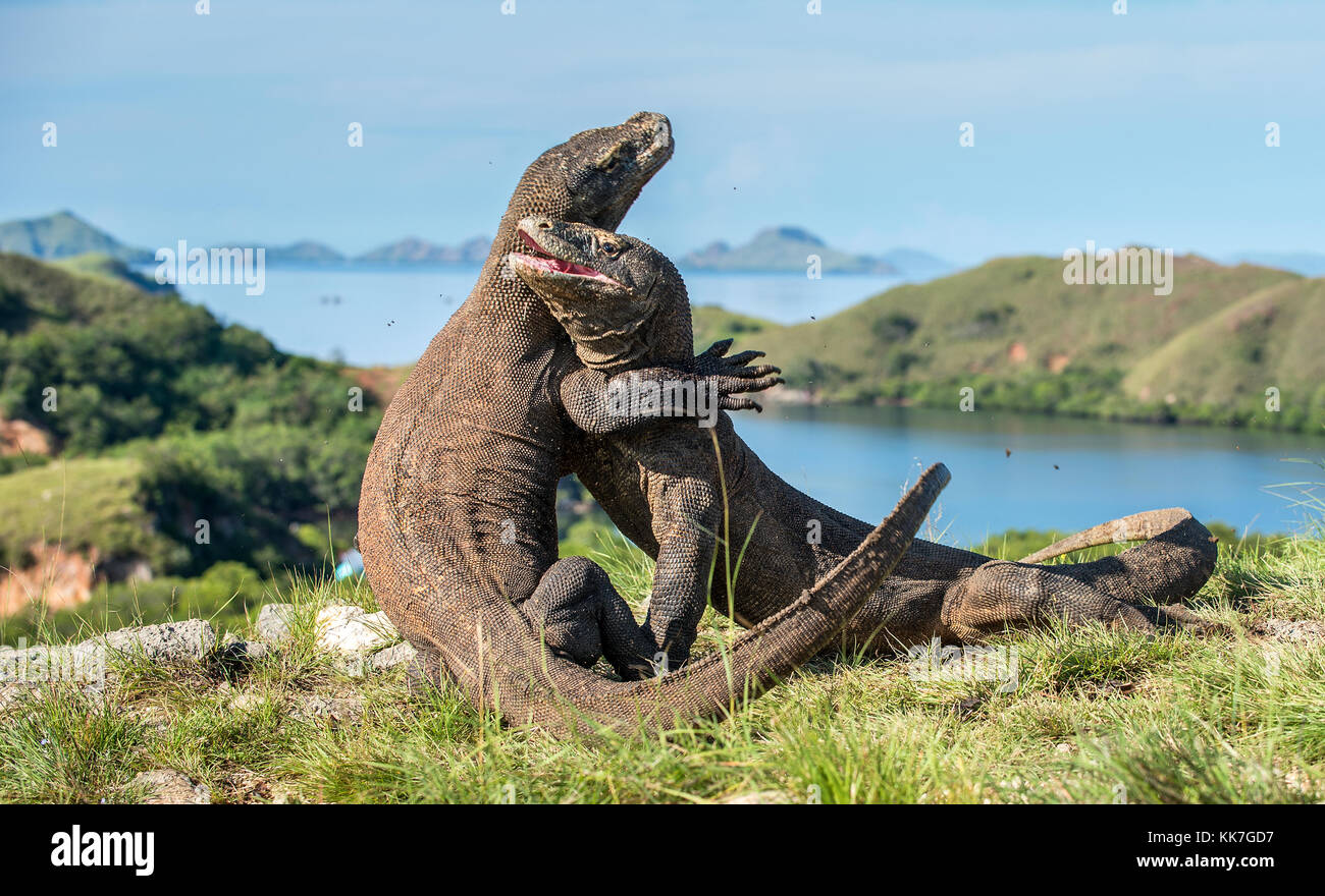 La lotta contro draghi di Komodo(Varanus komodoensis) per il dominio. è la più grande lucertola vivente nel mondo. isola rinca. Indonesia. Foto Stock