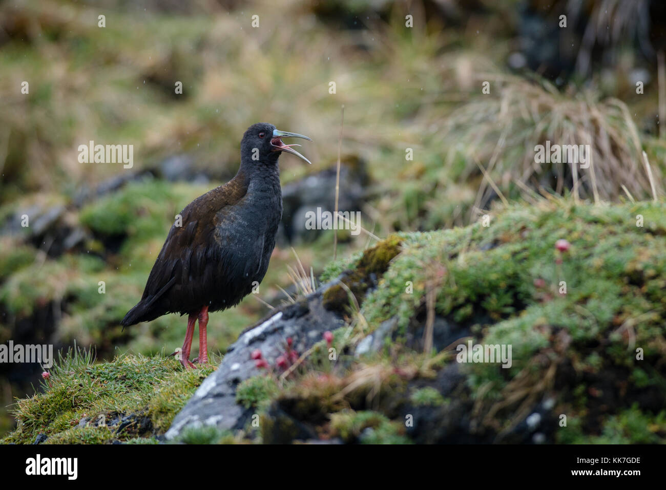 Una rampa Plumbeous (Pardirallus sanguinolentus) canta in Carlos III isola, a sud del Cile Foto Stock