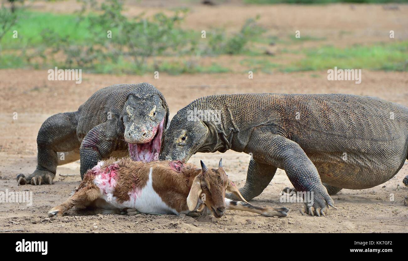 I draghi attacchi. i draghi di Komodo attacca la preda. Il drago di Komodo, Varanus komodoensis, è la più grande lucertola vivente nel mondo.sull'isola Foto Stock