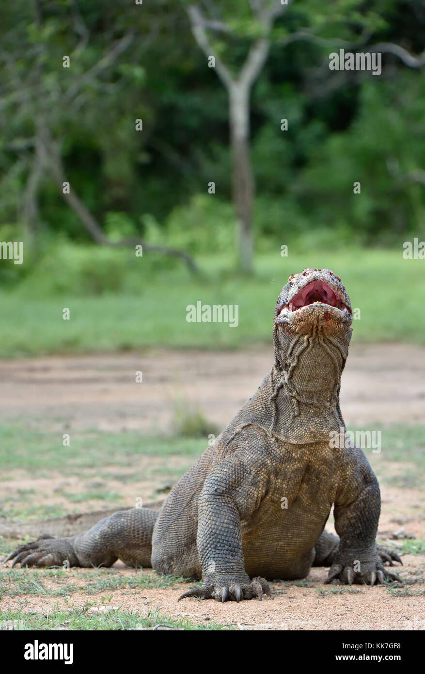 Il ritratto di drago di Komodo (Varanus komodoensis ) con aperto una bocca. più grande lucertola vivente nel mondo. isola rinca. Indonesia. Foto Stock
