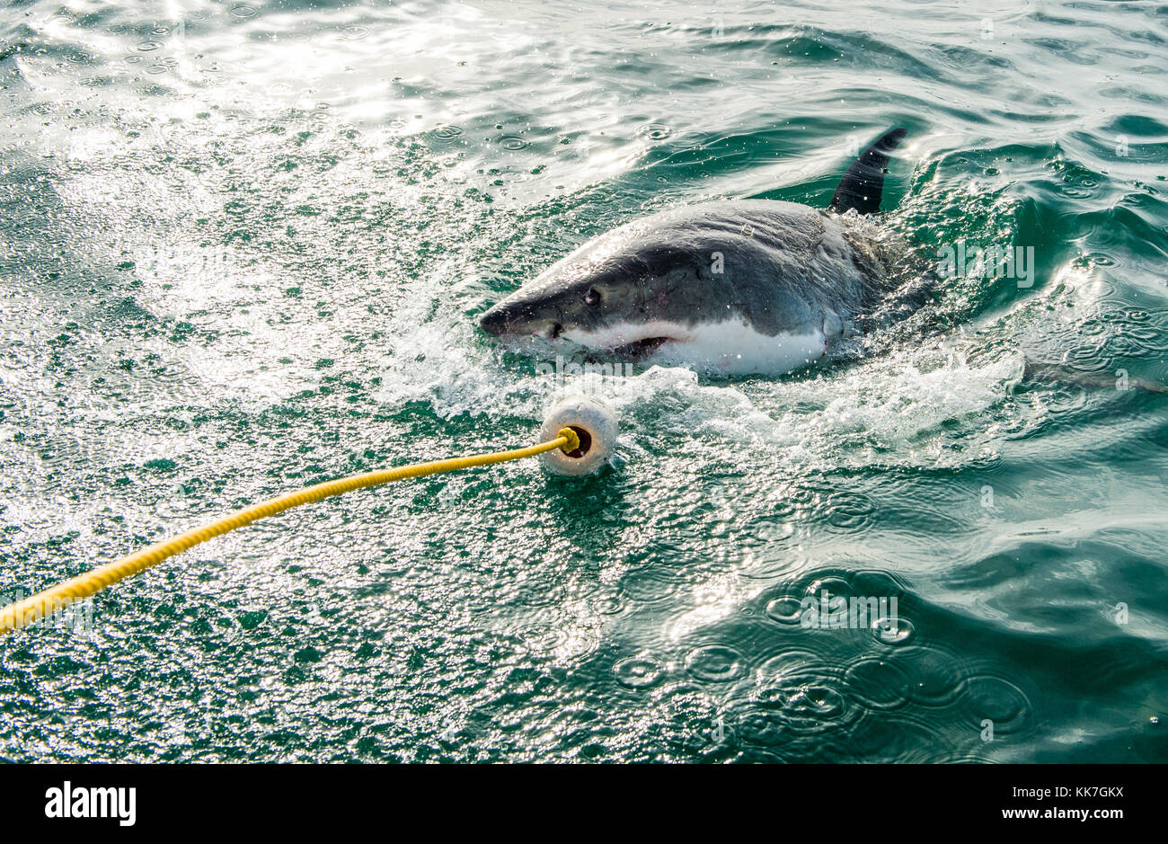 Il grande squalo bianco (Carcharodon carcharias) in acqua oceanica un attacco. a caccia di un grande squalo bianco (Carcharodon carcharias). sud africa Foto Stock