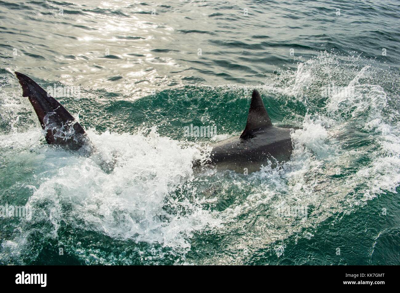 Il grande squalo bianco (Carcharodon carcharias) in acqua oceanica un attacco. a caccia di un grande squalo bianco (Carcharodon carcharias). sud africa Foto Stock