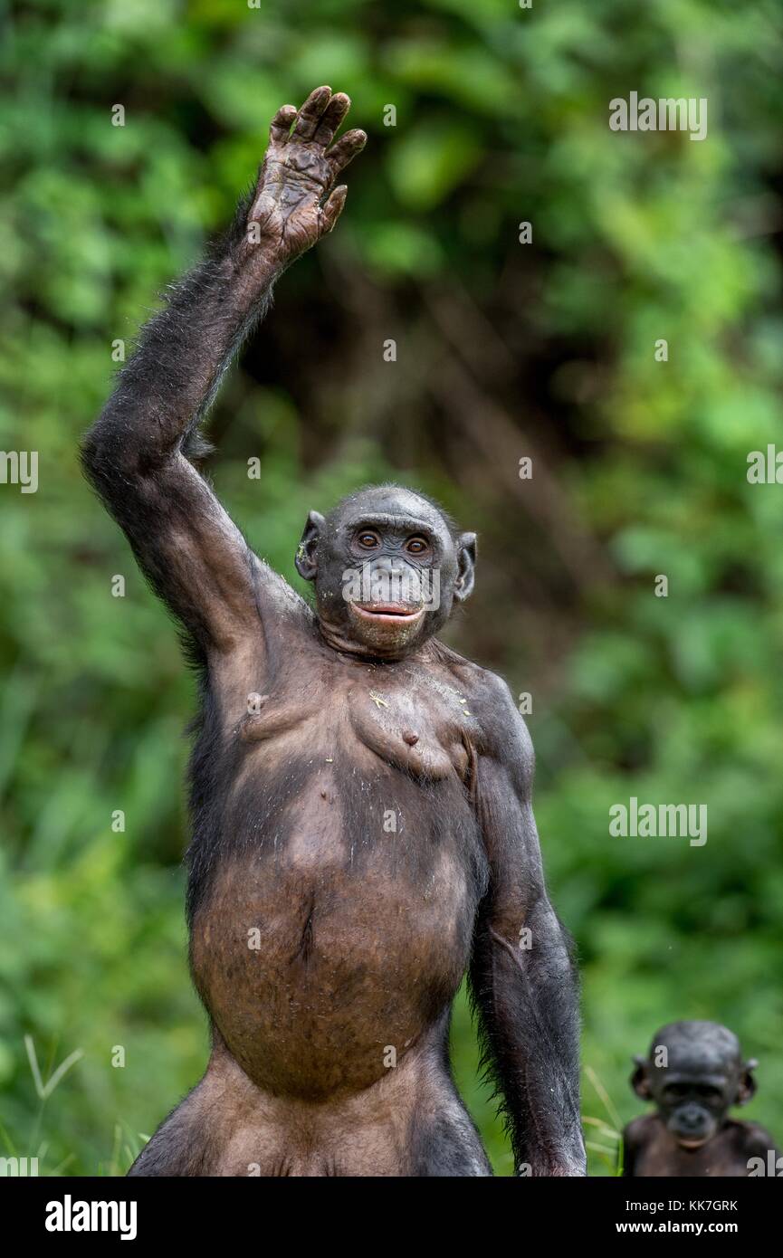 Close up ritratto di bonobo con mano. habitat naturale. verde sfondo naturale. Il bonobo ( Pan paniscus), chiamato scimpanzé pigmeo. democratici Foto Stock