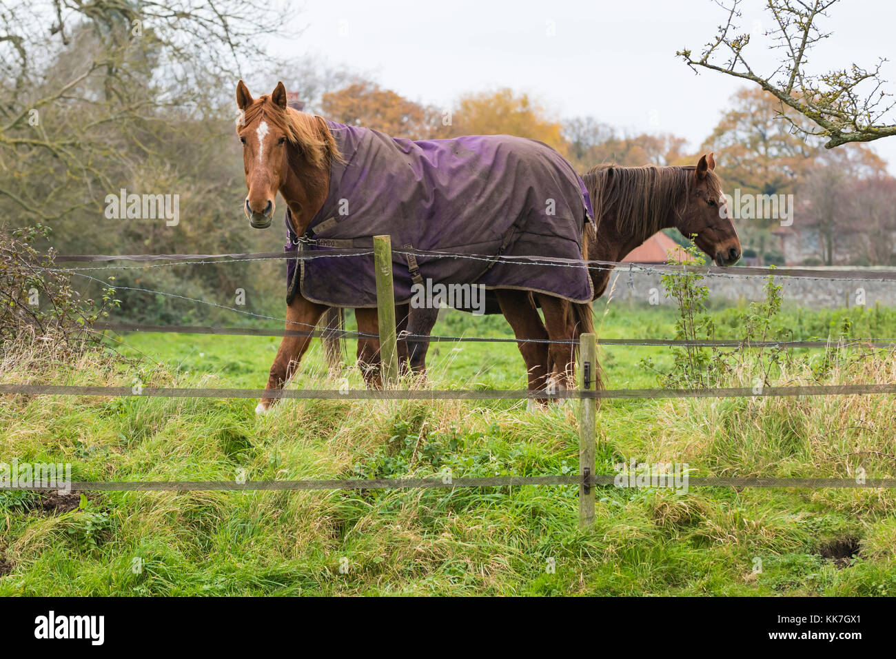I cavalli in un campo con le coperte per cavalli da tenere in caldo nel freddo inverno nel Regno Unito. Foto Stock