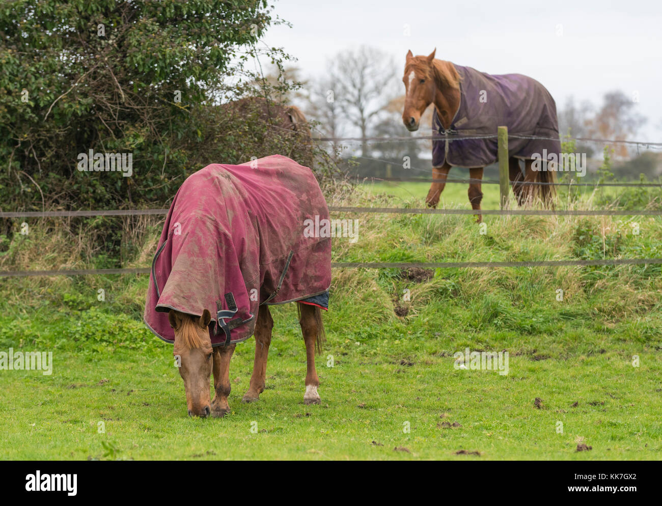 I cavalli in un campo con le coperte per cavalli da tenere in caldo nel freddo inverno nel Regno Unito. Foto Stock