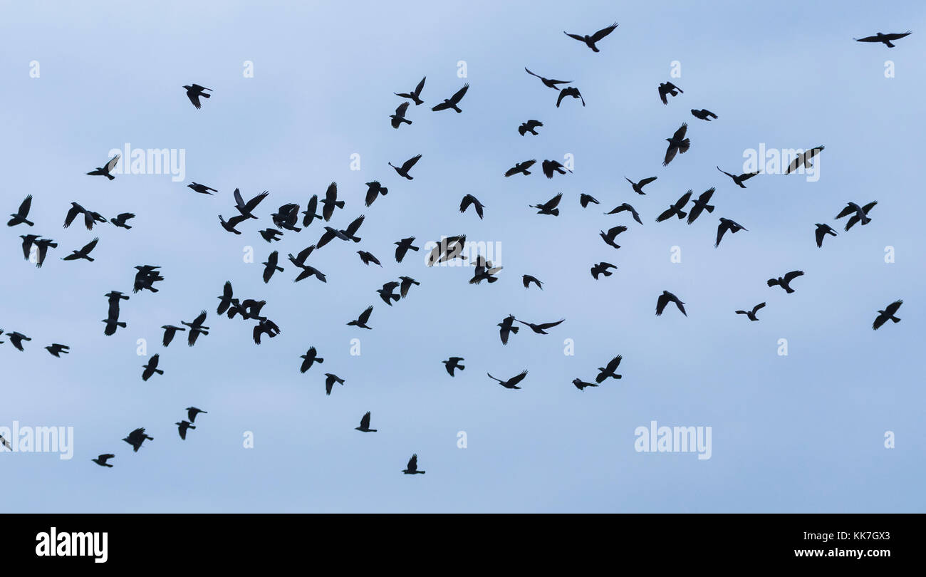 Gregge di Carrion Crows battenti contro il cielo blu nel West Sussex, in Inghilterra, Regno Unito. Foto Stock