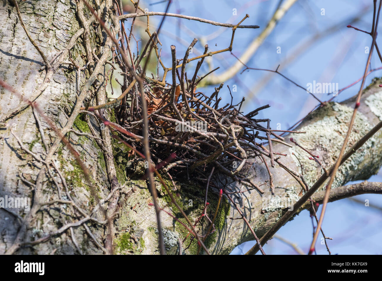 Vuoto di nidificazione degli uccelli in una struttura ad albero nel tardo autunno nel West Sussex, in Inghilterra, Regno Unito. Foto Stock