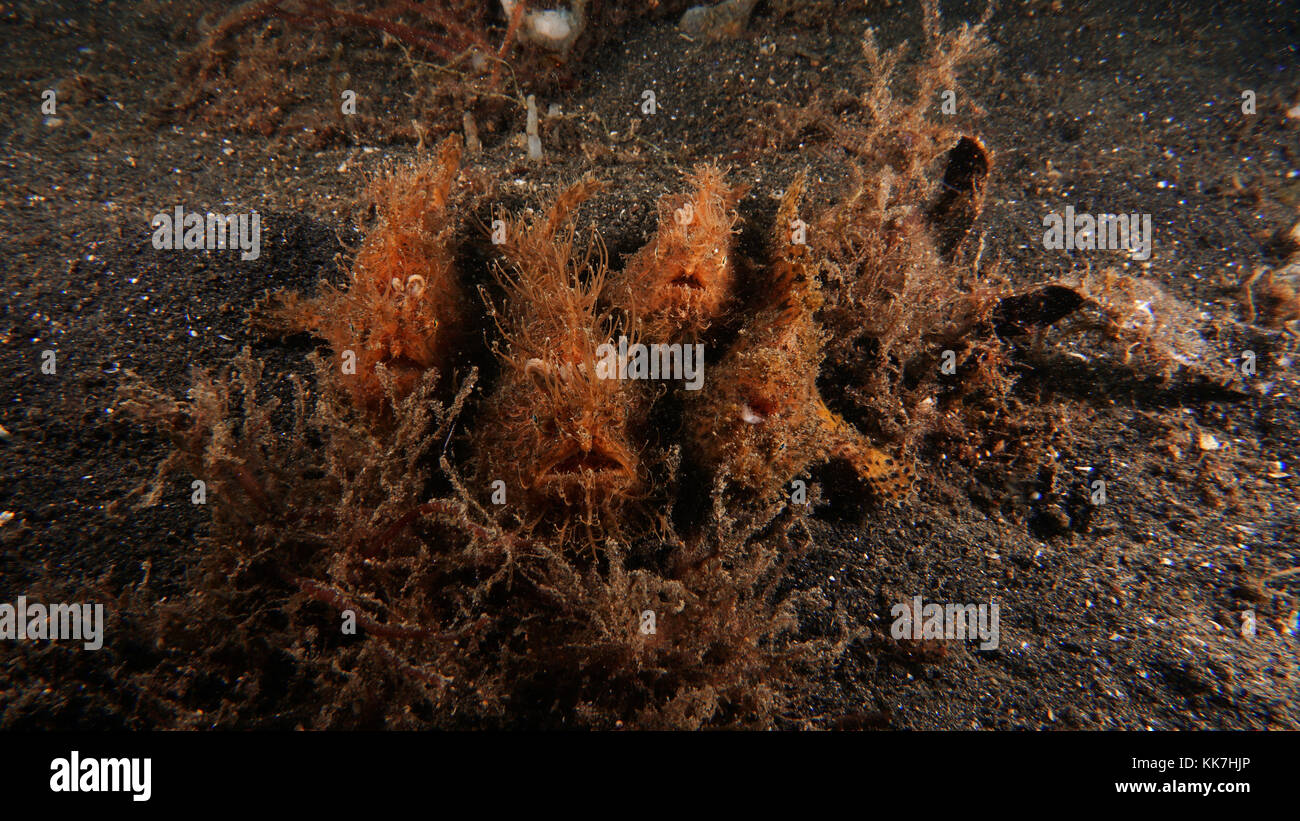 Rana pescatrice pelose coniugata caravane antennarius striatus Foto Stock