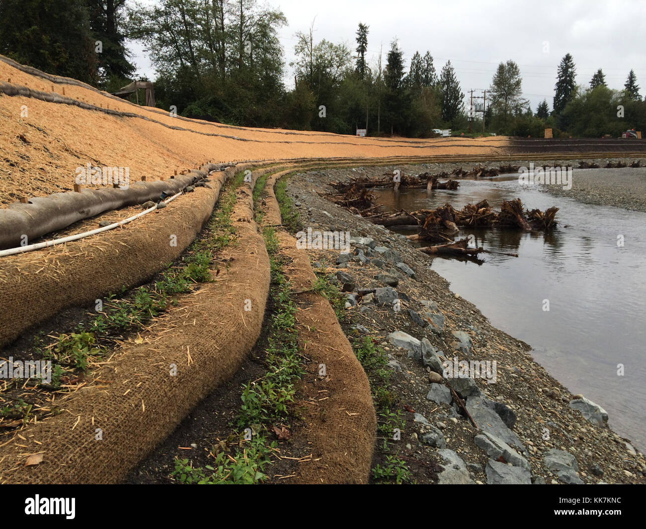 Nuove piantagioni lungo il fiume Pilchuck ad ovest di Granite Falls, WA stanno già mostrando segni di crescita. Le piantagioni sono una parte di un progetto per stabilizzare l'intera riva del fiume prima di spazzare via SR 92 a soli 40 metri di distanza. La riva del fiume era stata erodendo ad un tasso di 30 - 40 piedi l'anno. Gli equipaggi dell'appaltatore ricostruirono la banca e la rinforzarono con tronchi incatenati a grandi massi e la valorizzarono con nuove piantagioni di salice e bacche da neve. Gli equipaggi ammancheranno o useranno i tubi di irrigazione fino a che la stagione piovosa calci dentro per mantenere queste piante vive. Ulteriori piante saranno aggiunte sul pendio abo Foto Stock