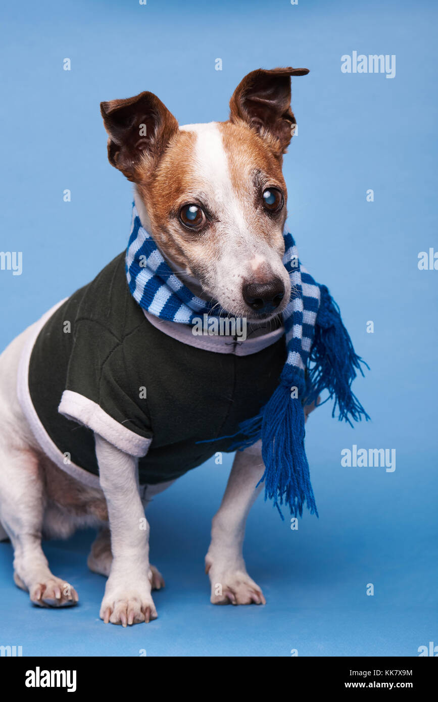 Carino jack russell terrier cane ritratto isolato su sfondo blu Foto Stock