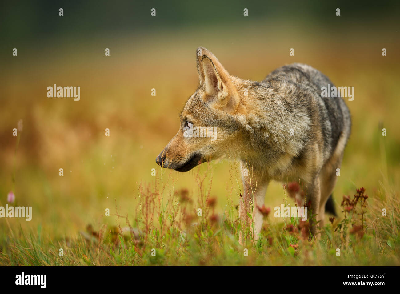 Closeup wolf guardando a sinistra in erba gialla Foto Stock