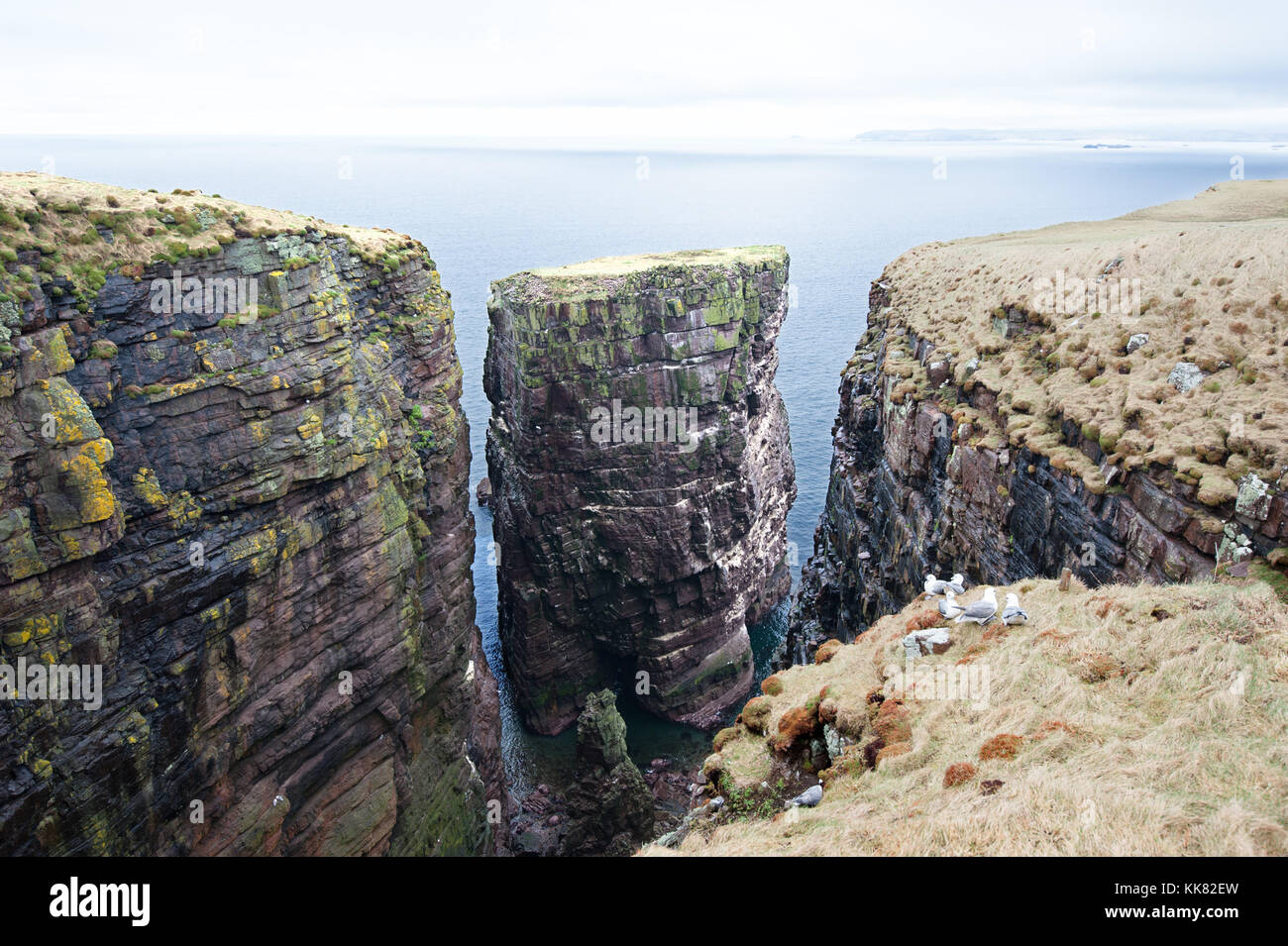 Handa Island, Scozia. Un'isola disabitata al largo della costa nord ovest della Scozia che è gestito dalla Scottish Wildlife Trust come una riserva di uccelli Foto Stock