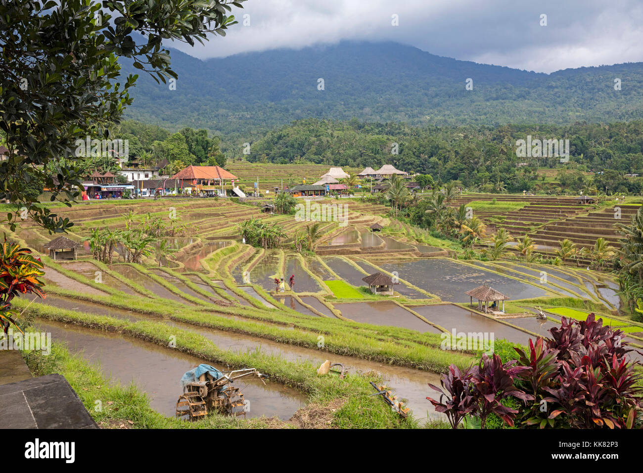 A schiera jatiluwih risaie, terrazze di riso negli altopiani del west Bali, Indonesia Foto Stock