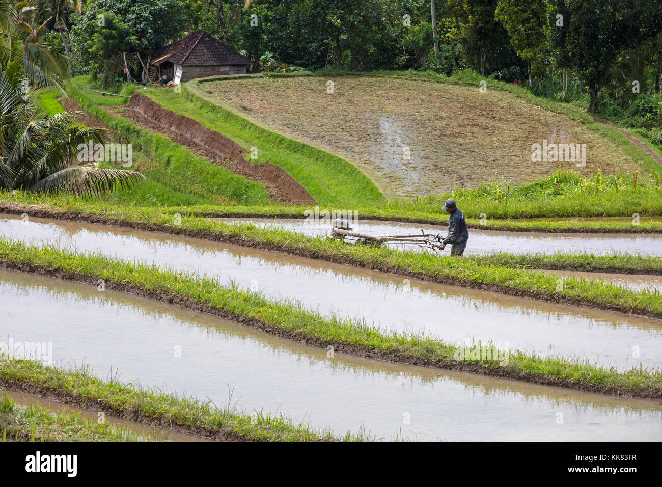 Operaio con aratro meccanico / motore aratro lavora nell'terrazzati jatiluwih risaie, terrazze di riso negli altopiani del west Bali, Indonesia Foto Stock