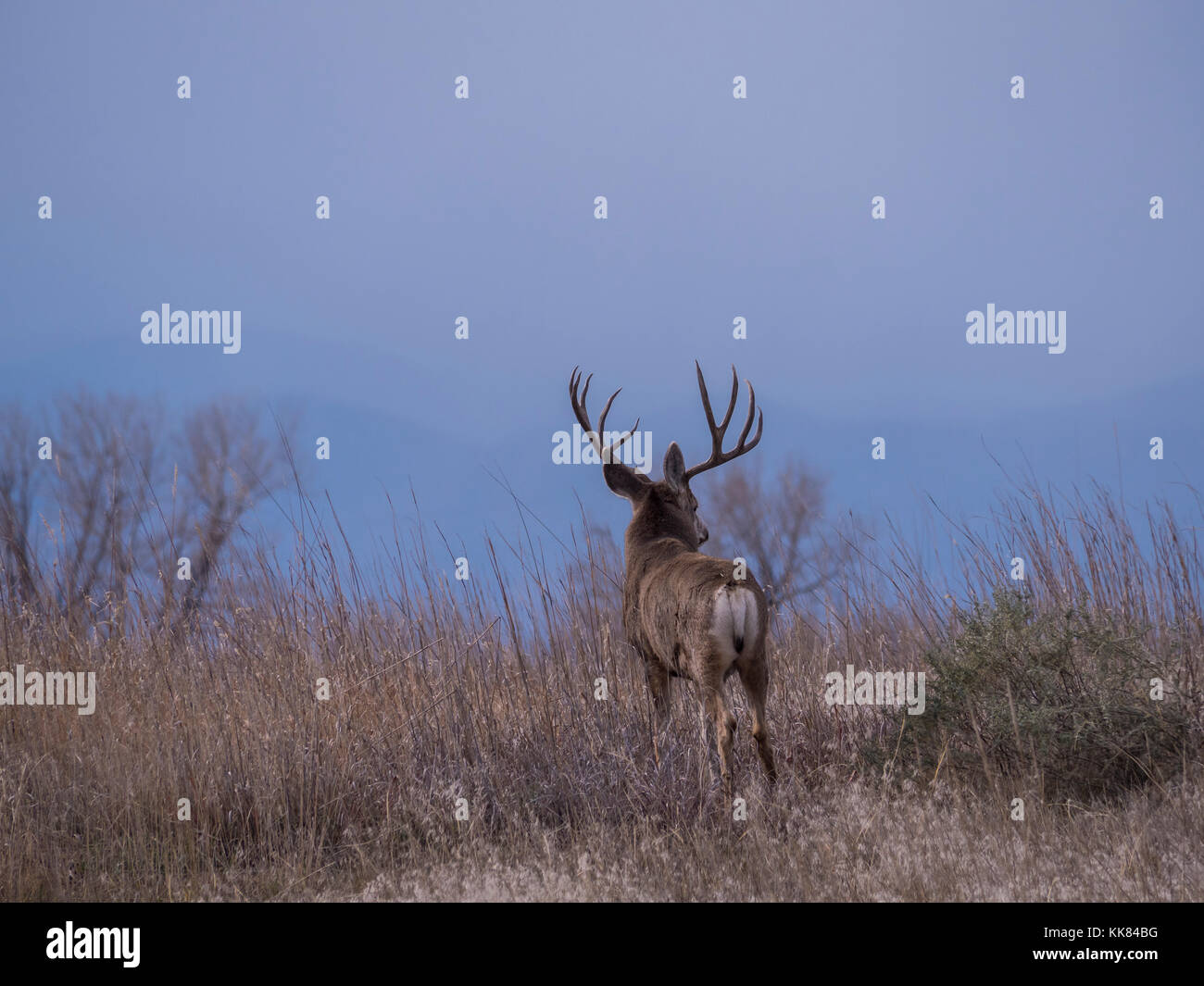 Mule Deer buck, autunno, Rocky Mountain Arsenal Wildlife Refuge, Commerce City, Colorado. Foto Stock