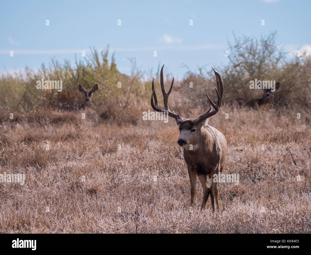 Mule Deer buck, autunno, Rocky Mountain Arsenal Wildlife Refuge, Commerce City, Colorado. Foto Stock