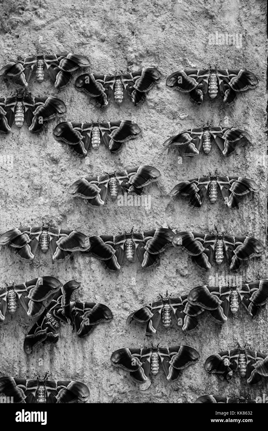 Una collezione di farfalle attaccato ad una parete in bianco e nero Foto Stock