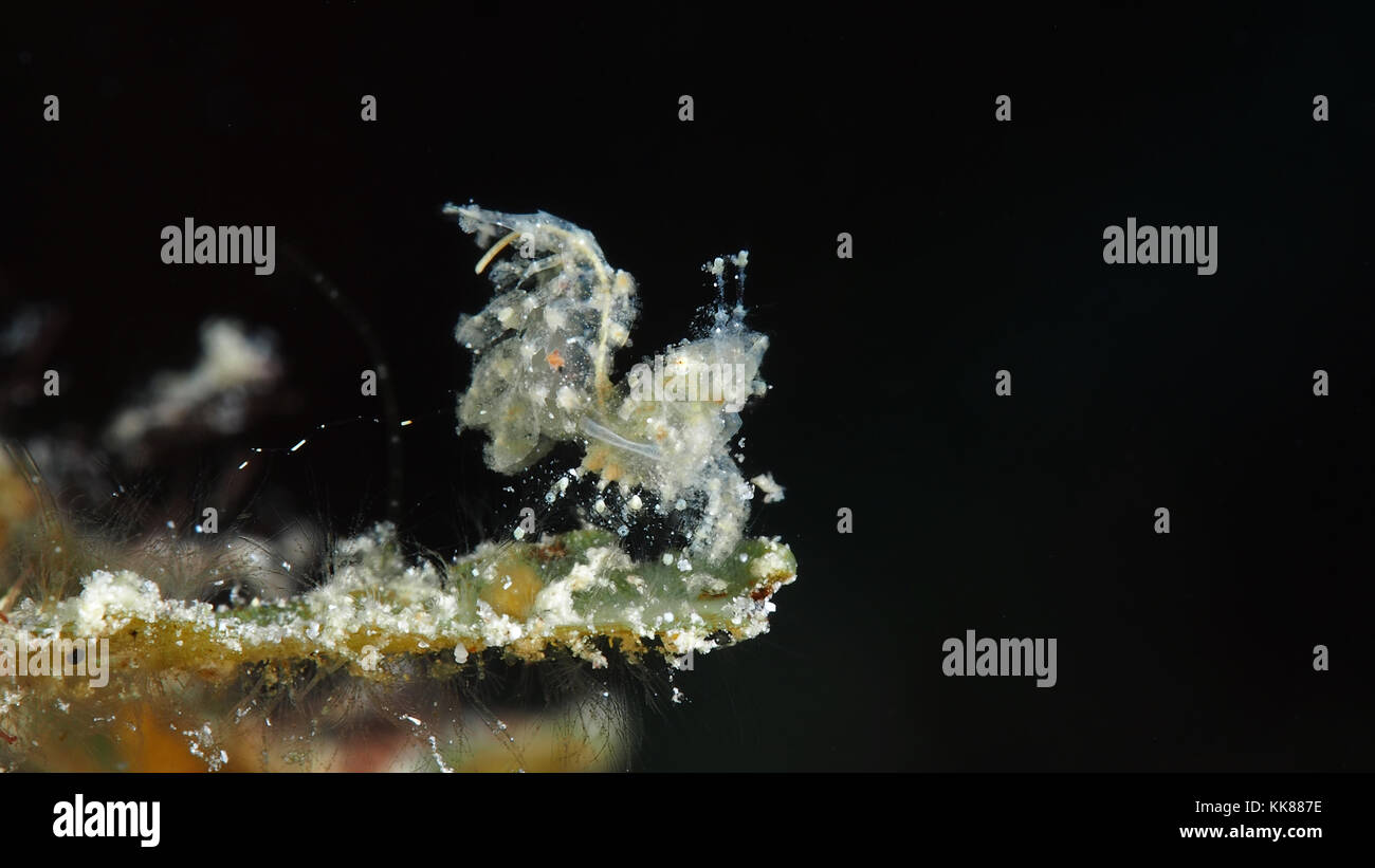 Bianco gamberi pelose phycocaris simulans su soft coral Foto Stock