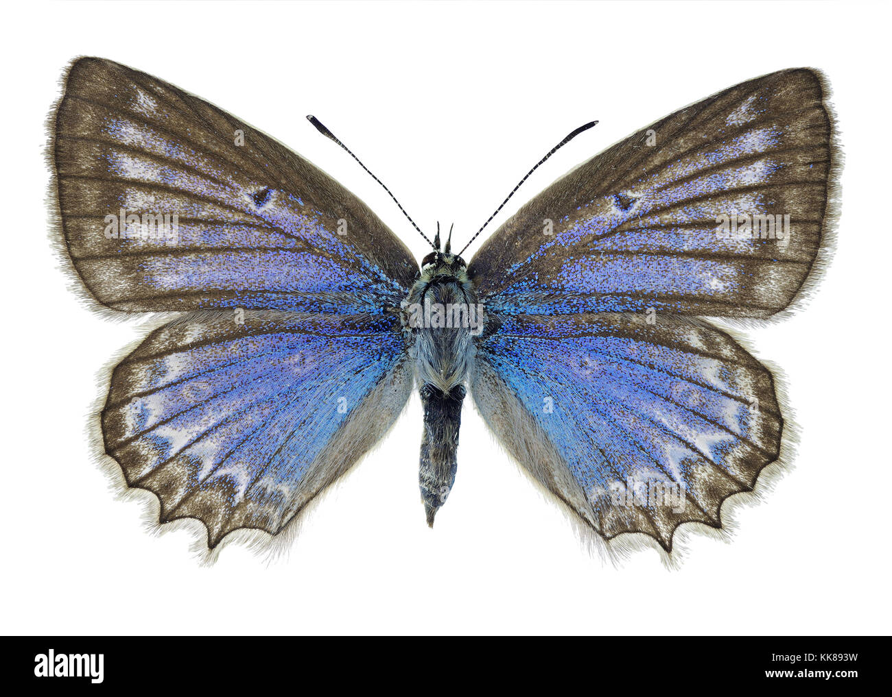 Meleagro del blu (Polyommatus daphnis), Campione femmina Foto Stock